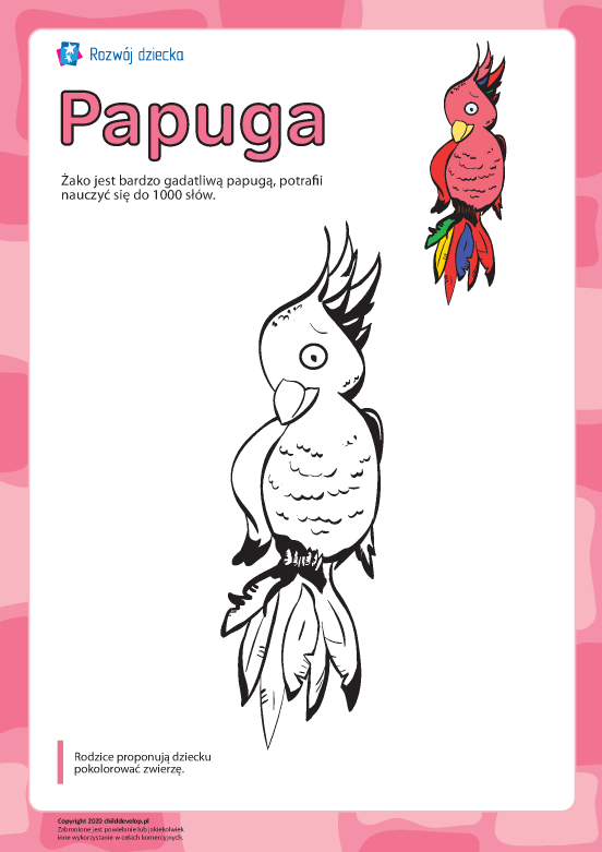 Kolorowanka „Papuga” Kolorowanka „Papuga”