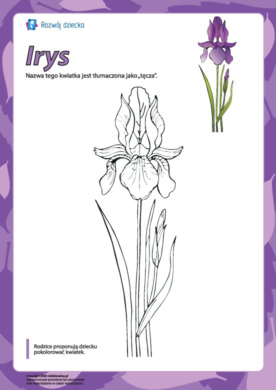 Kolorowanka „Irys” Kolorowanka „Irys”