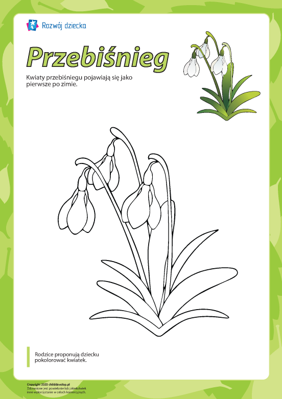 Kolorowanka „Przebiśnieg” Kolorowanka „Przebiśnieg”