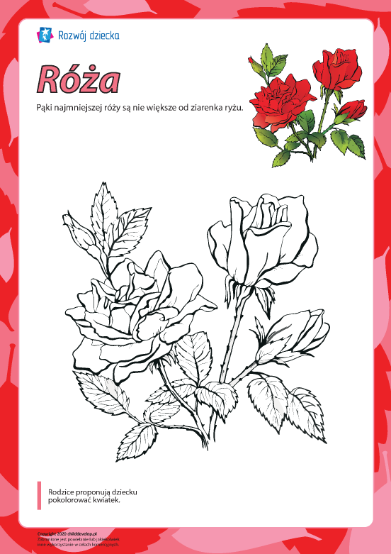 Kolorowanka „Róża” Kolorowanka „Róża”