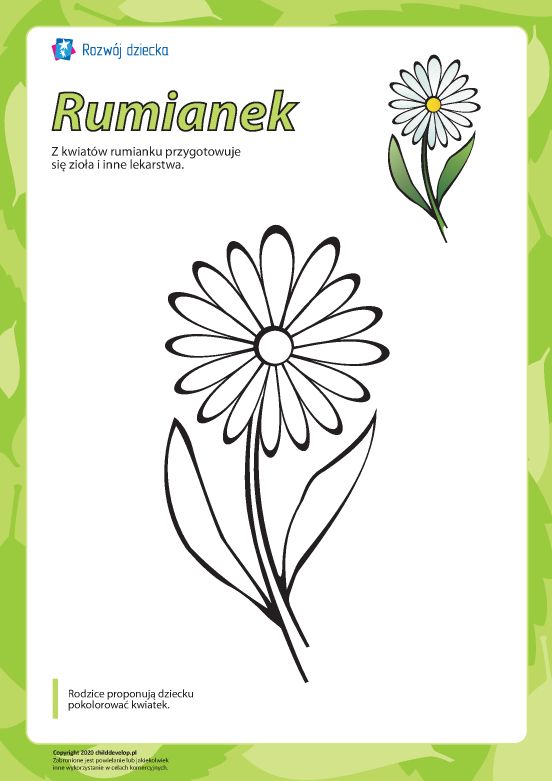 Kolorowanka „Rumianek” Kolorowanka „Rumianek”