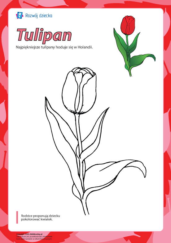 Kolorowanka „Tulipan” Kolorowanka „Tulipan”