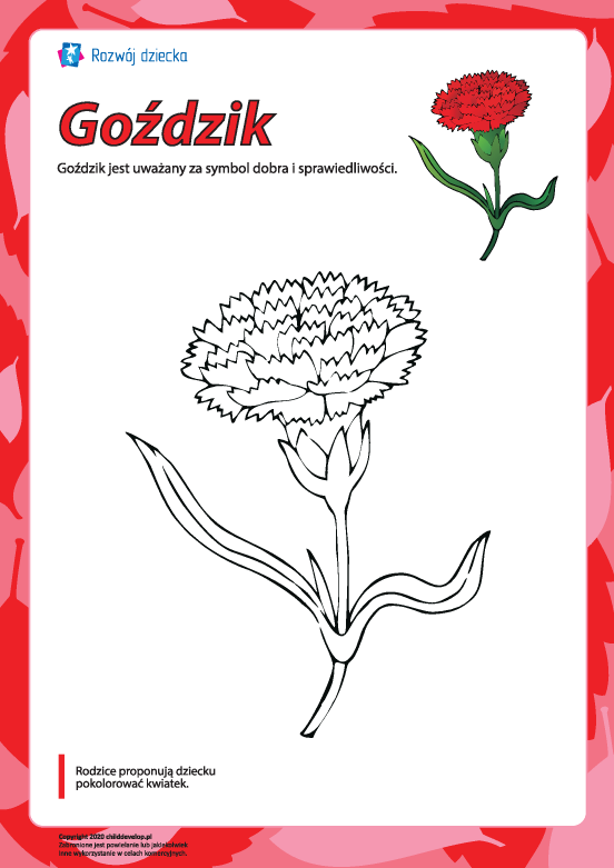 Kolorowanka „Goździk” Kolorowanka „Goździk”
