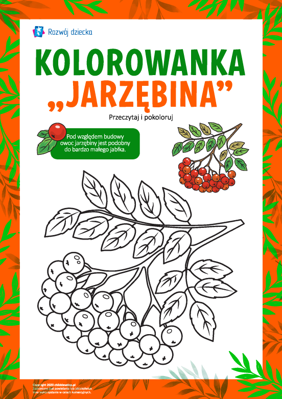 Kolorowanka „Jarzębina” Kolorowanka „Jarzębina”