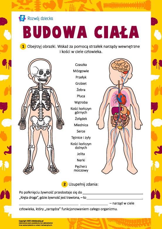 Uczymy się budowy ciała człowieka Uczymy się budowy ciała człowieka