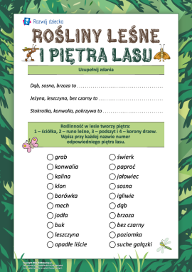 Rośliny leśne i piętra lasu