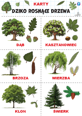Drzewa liściaste i iglaste – karty Domana