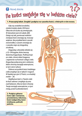 Ile kości znajduje się w ludzkim ciele?