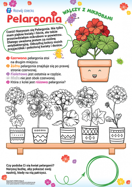 Roślina doniczkowa – pelargonia: zadania logiczne dla dzieci w wieku 5–6 lat