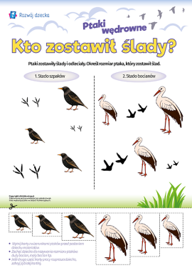 Ptaki wędrowne i ich ślady: utrwalamy pojęcie rozmiaru