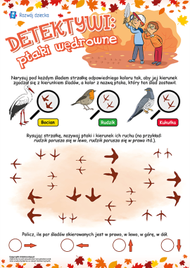 Ślady ptaków wędrownych: poznajemy kierunki ruchu