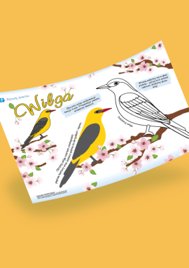 Wilga: wiosenna kolorowanka