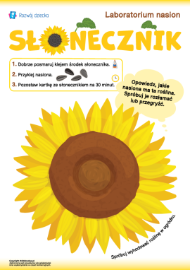 Praca plastyczna z nasionami słonecznika