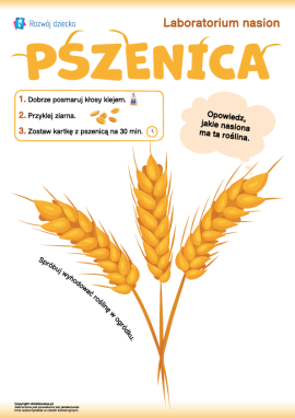 Praca plastyczna z nasionami pszenicy
