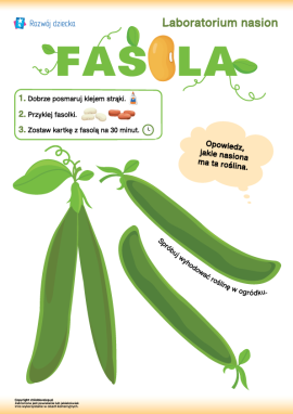 Praca plastyczna z nasionami Fasoli