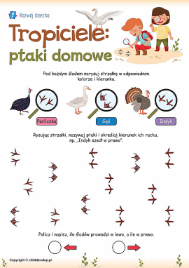 Ślady ptaków domowych: określamy kierunek ruchu