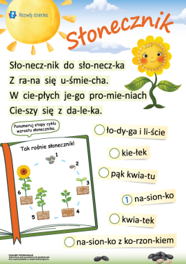 Cykl życia słonecznika: czytanie metodą sylabową