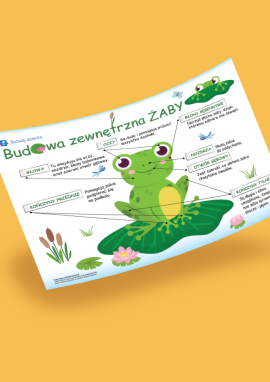 Budowa zewnętrzna żaby: plakat informacyjny