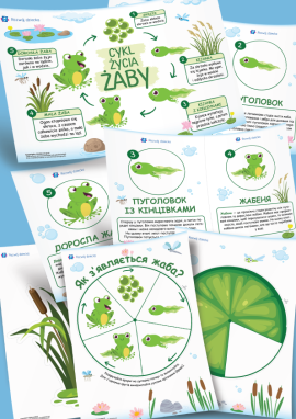 Cykl życia żaby: zestaw materiałów dydaktycznych