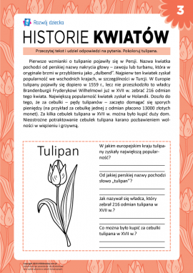 Historie kwiatów: tulipan