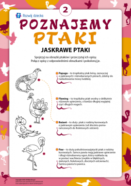 Kolorujemy i poznajemy jaskrawe ptaki