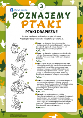 Kolorujemy i poznajemy ptaki drapieżne