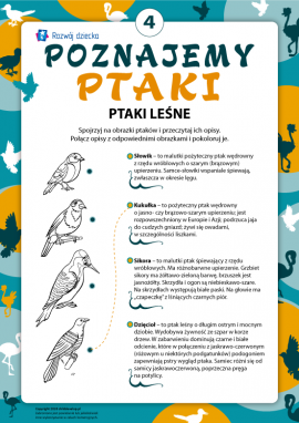 Kolorujemy i poznajemy ptaki leśne