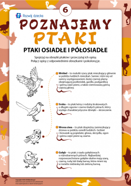 Kolorujemy i poznajemy ptaki (pół)osiadłe